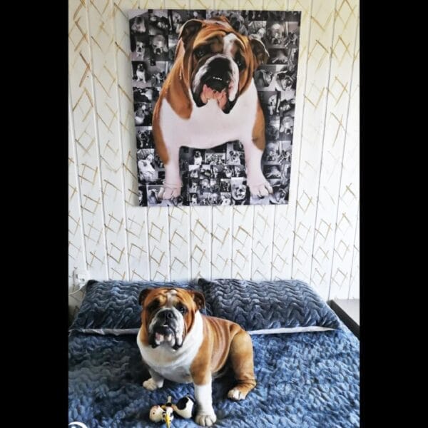 Quadros Pet - Fundo de Fotos - Imagem 5