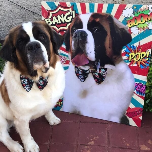 Quadros Pet - Fundos Estampados - Imagem 10